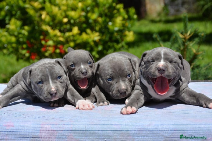 American Staffordshire-Terrier perros en Sevilla - Anuncio 16
