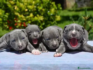 American Staffordshire-Terrier perros AMERICAN STAFFORD BLUE OJOS AZULES 631 67 03 85 en Sevilla - Anuncio 8