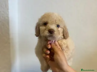 Perro de Agua Español perros Preciosos Cachorros de Perro de Agua Español 🐾 - Anuncio 2