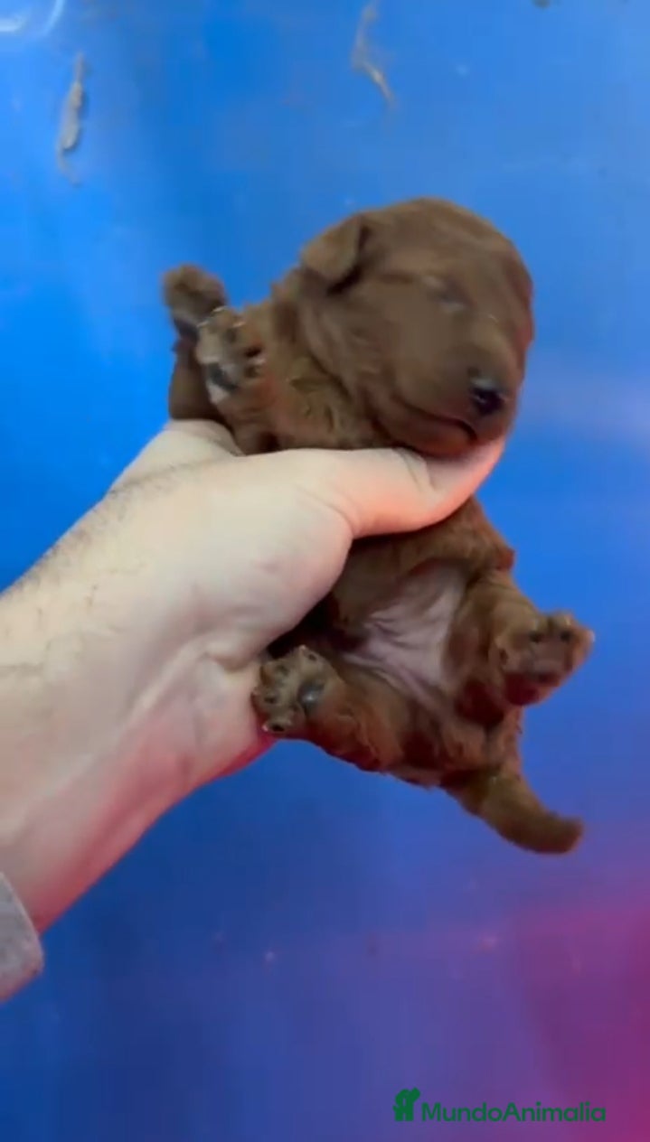 Caniche Toy perros Caniches rojos - Anuncio 1