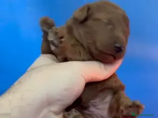 Caniche Toy perros Caniches rojos - Anuncio 1