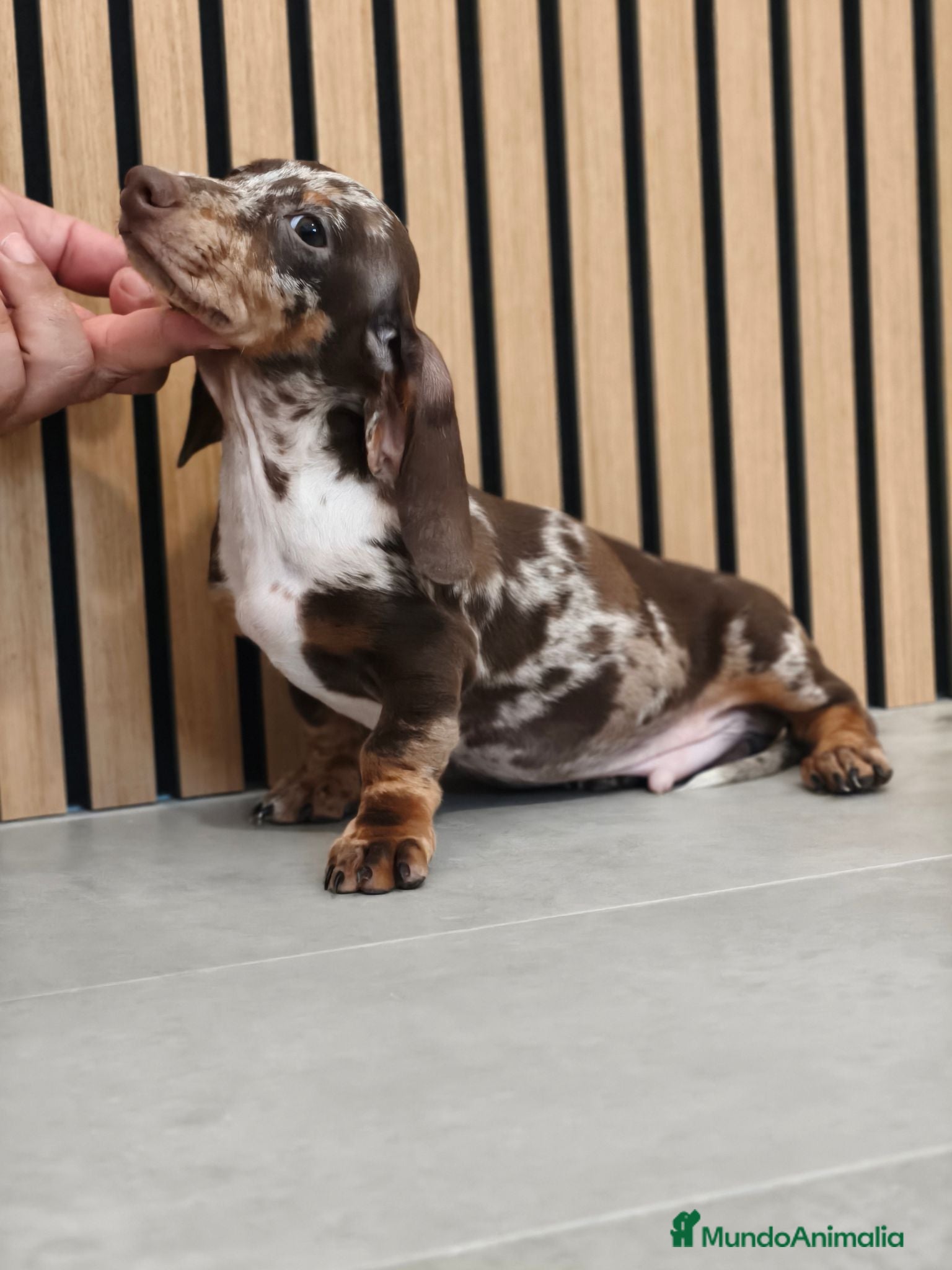 Teckel Miniatura perros Teckel Mini Arlequín macho  - Anuncio 1