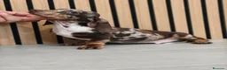 Teckel Miniatura perros en venta: Teckel Mini Arlequín macho  - Anuncio 1