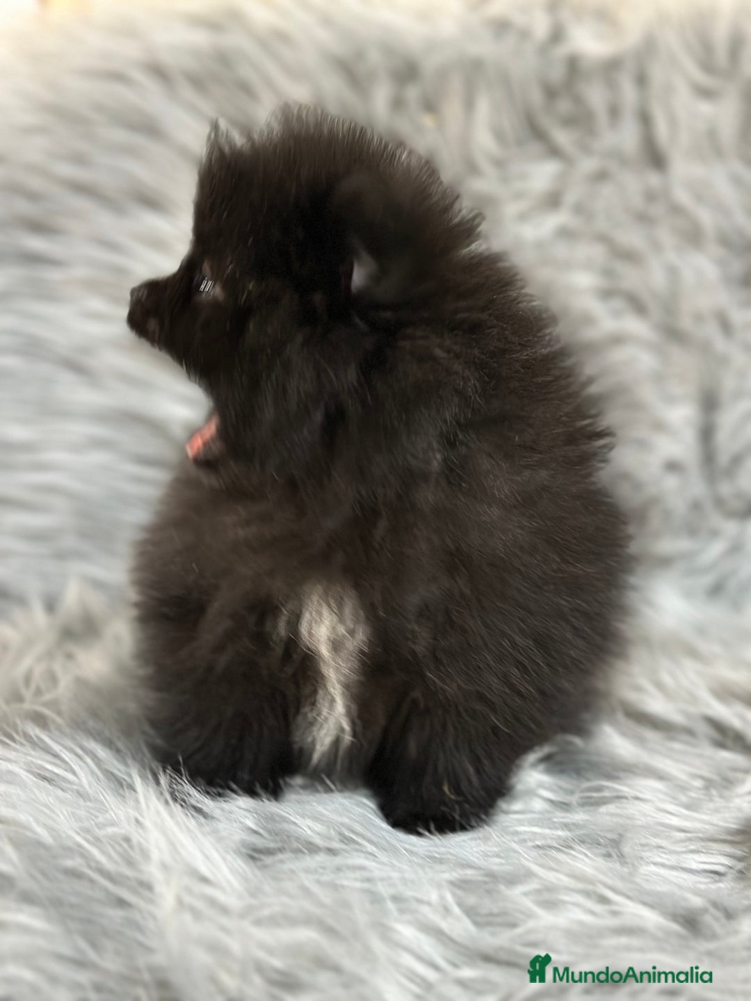 Pomerania perros en venta: POMERANIA TOY MACHO - Anuncio 4