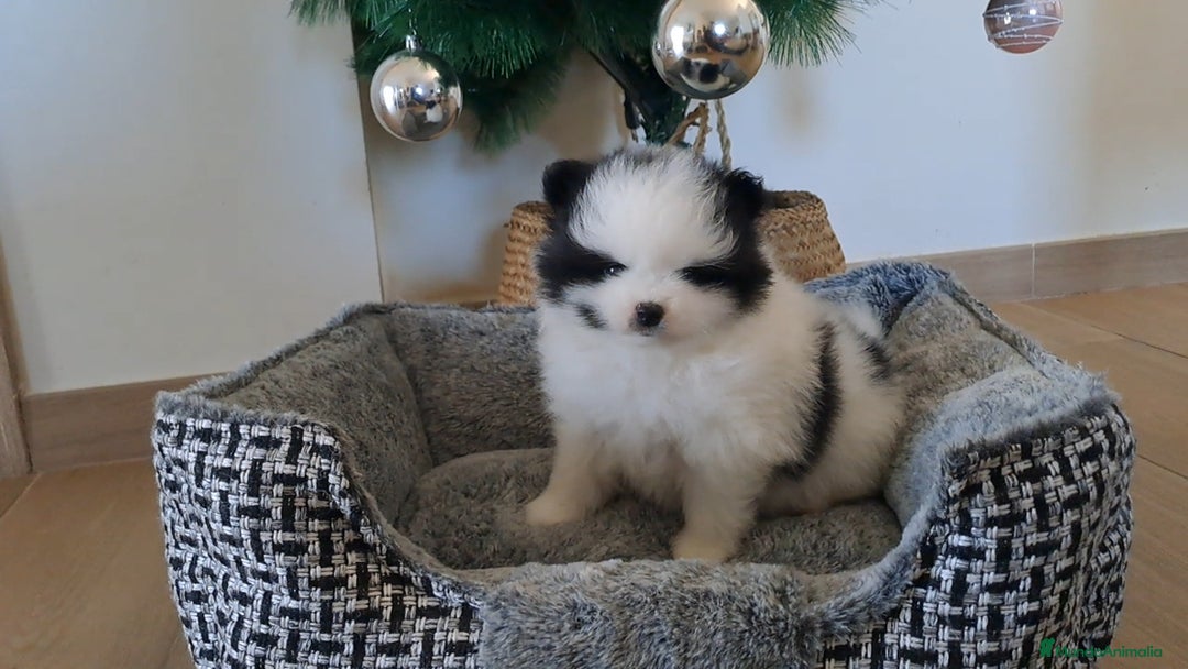 Pomerania perros en venta: Cachorritos Lulu de Pomerania  - Anuncio 6
