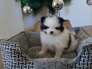 Pomerania perros Cachorritos Lulu de Pomerania - Anuncio 29