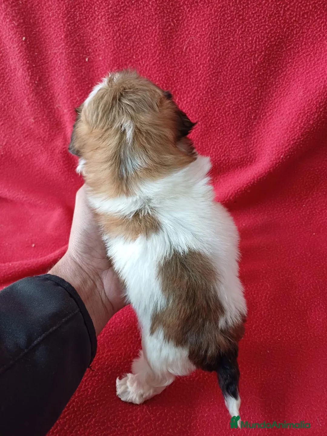 Shih Tzu perros en venta: Shitzhu  - Anuncio 4