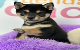 Shiba Inu perros en venta: SHIBA INU - Imagen 1