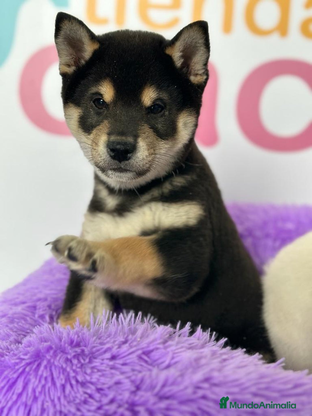 Shiba Inu perros en venta: SHIBA INU - Imagen 1