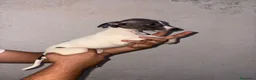 Pequeño Lebrel Italiano perros en venta: Cachorros de Pequeño Lebrel Italiano  - Anuncio 2