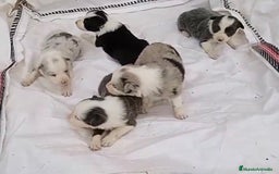 Border Collie perros en venta: Border collie hembras merle - Imagen 1
