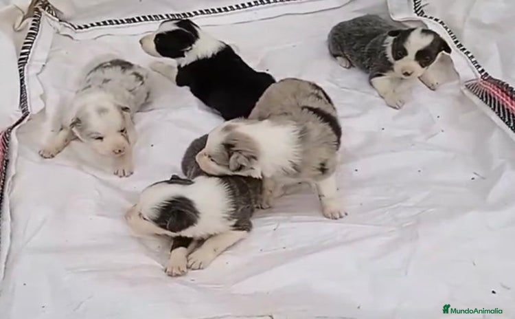 Border Collie perros - Anuncio 7