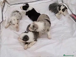 Border Collie perros - Anuncio 6