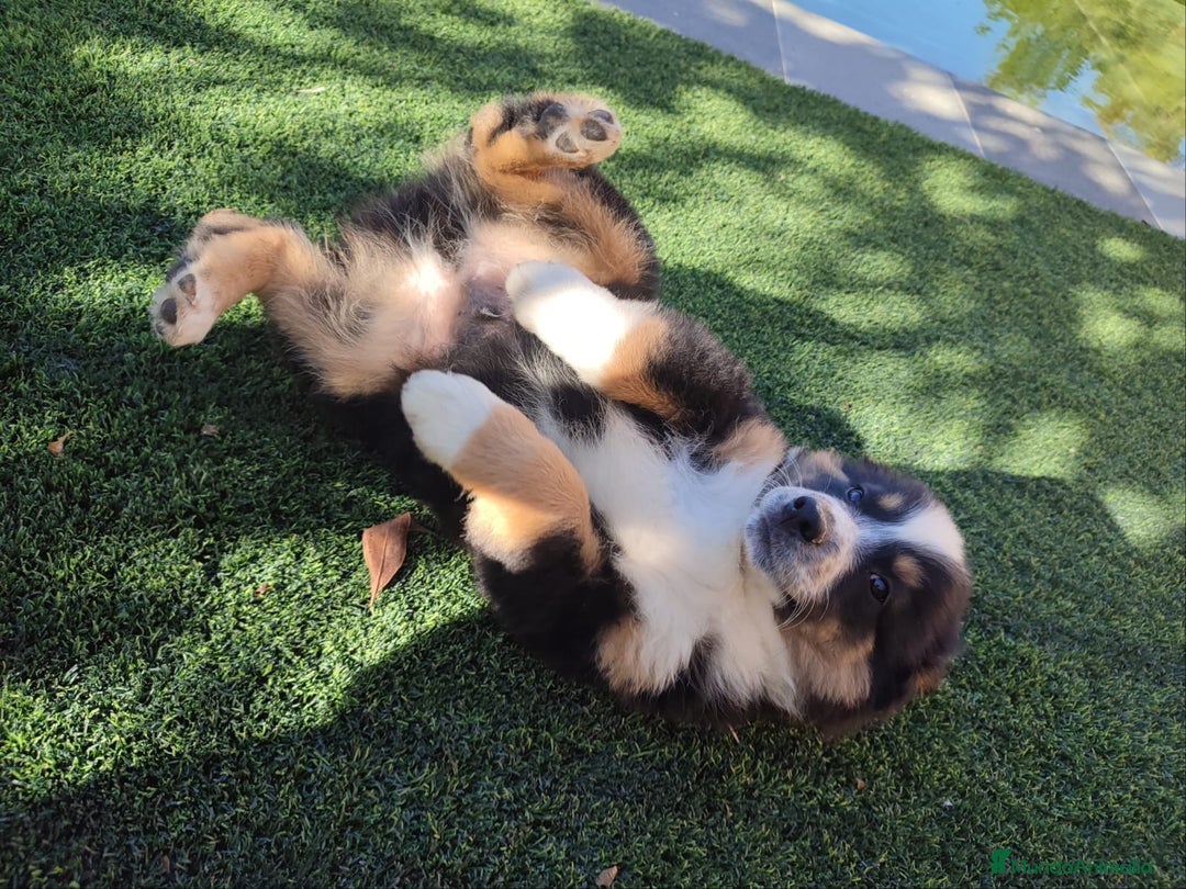 Pastor Australiano perros en venta: PASTOR AUSTRALIANO MINI - Anuncio 8