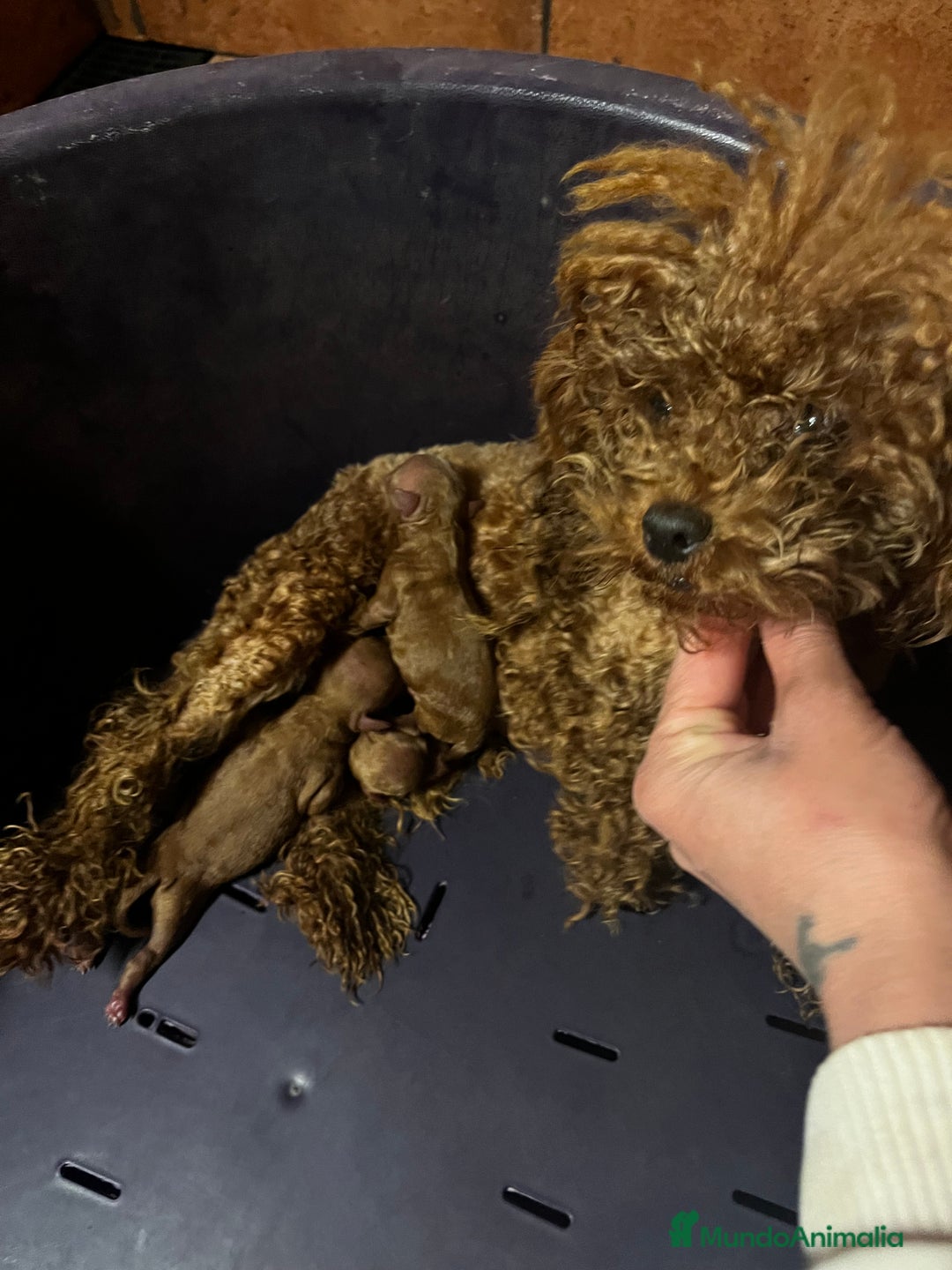 Caniche Toy perros en venta: Caniches tacita de té  - Imagen 5