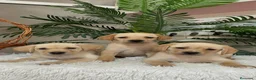 Labrador Retriever perros en venta: LABRADOR RETRIEVER - Anuncio 3