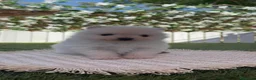 Pomerania perros en venta: POMERANIA  - Anuncio 3