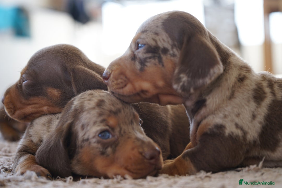 Teckel perros en venta: 🐾 🐾✨ Frisco, Calypso y Sunny ¡Pura elegancia! 🐾 - Imagen 4