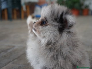Pomerania perros - Anuncio 22