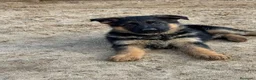Pastor Alemán perros en venta: CACHORROS DE PASTOR ALEMAN - Anuncio 3