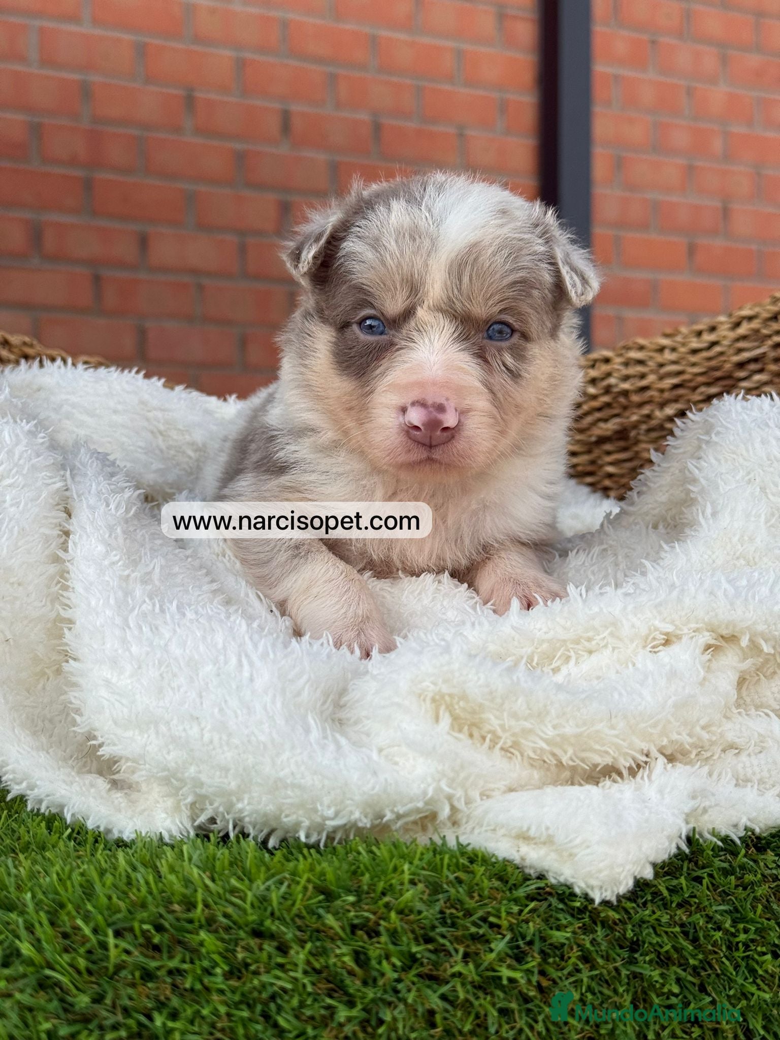 Border Collie perros en venta: BORDER COLLIE LILAC MERLE - Anuncio 7