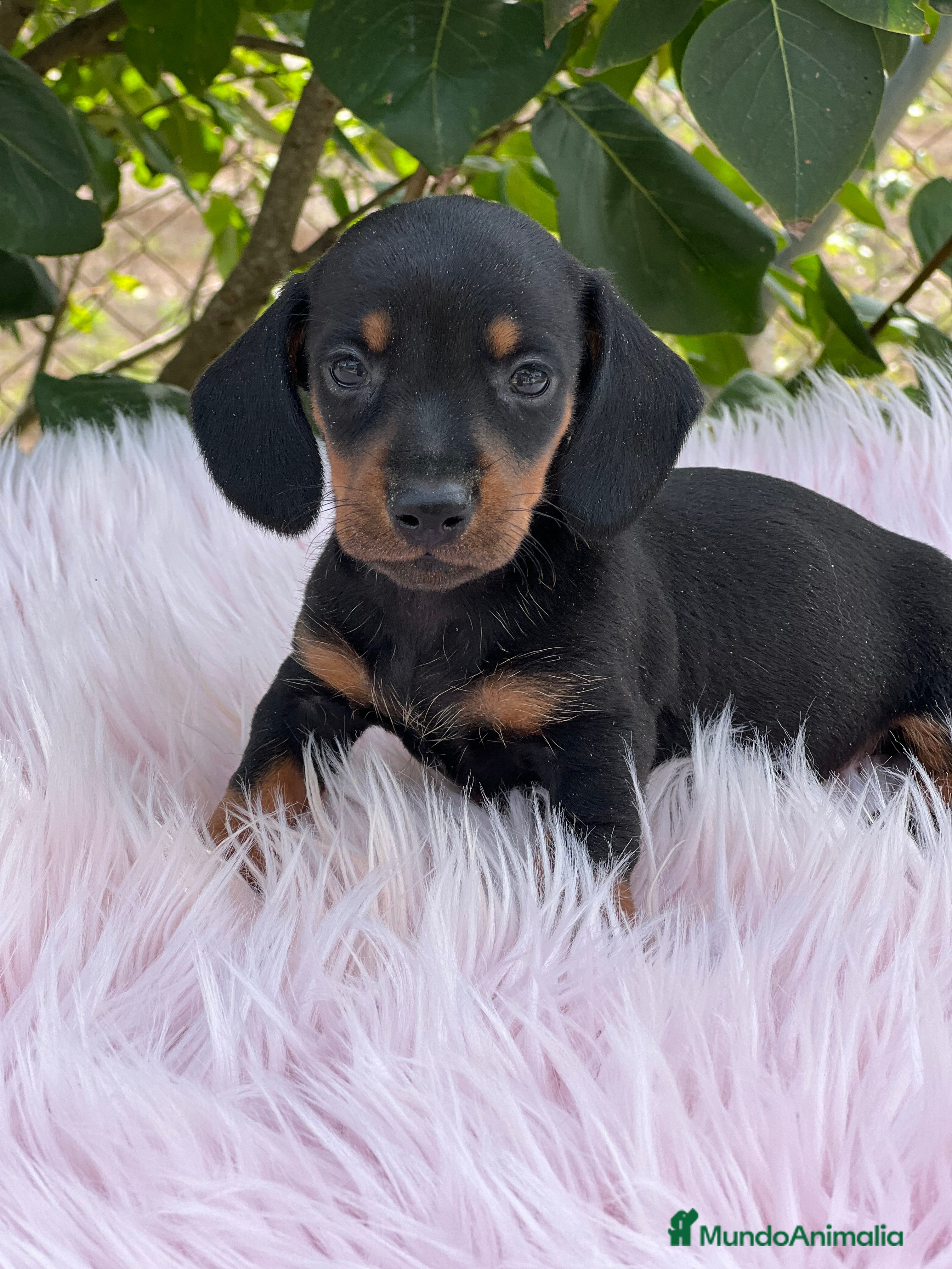 Teckel Miniatura perros Tecjel negro fuego mini  - Anuncio 24