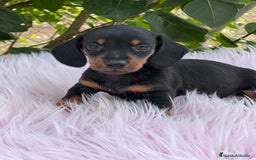 Teckel Miniatura perros en venta: Tecjel negro fuego mini  - Imagen 1