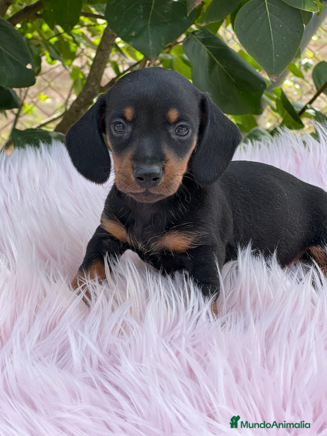 Teckel Miniatura perros en venta: Tecjel negro fuego mini  - Imagen 1