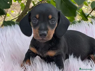 Teckel Miniatura perros Tecjel negro fuego mini - Anuncio 3