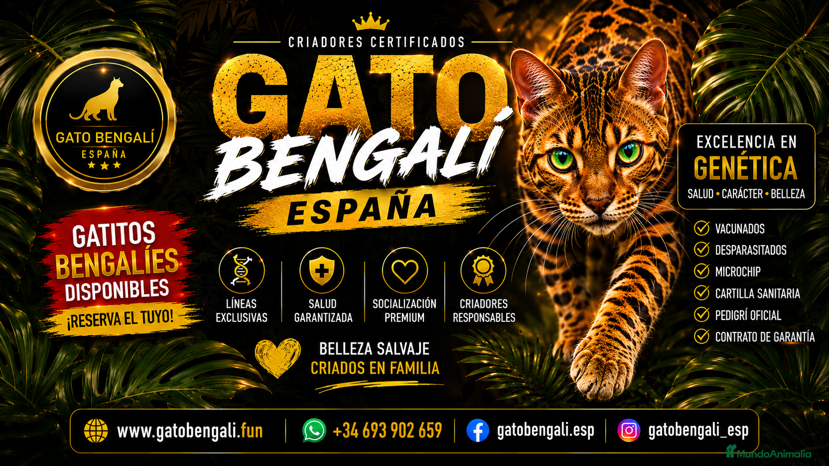 Bengalí gatos Hembra Gata Bengalí - Anuncio 12