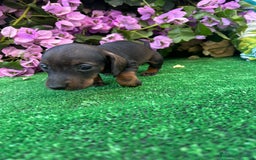 Teckel Miniatura perros en venta: teckel mini  - Imagen 7