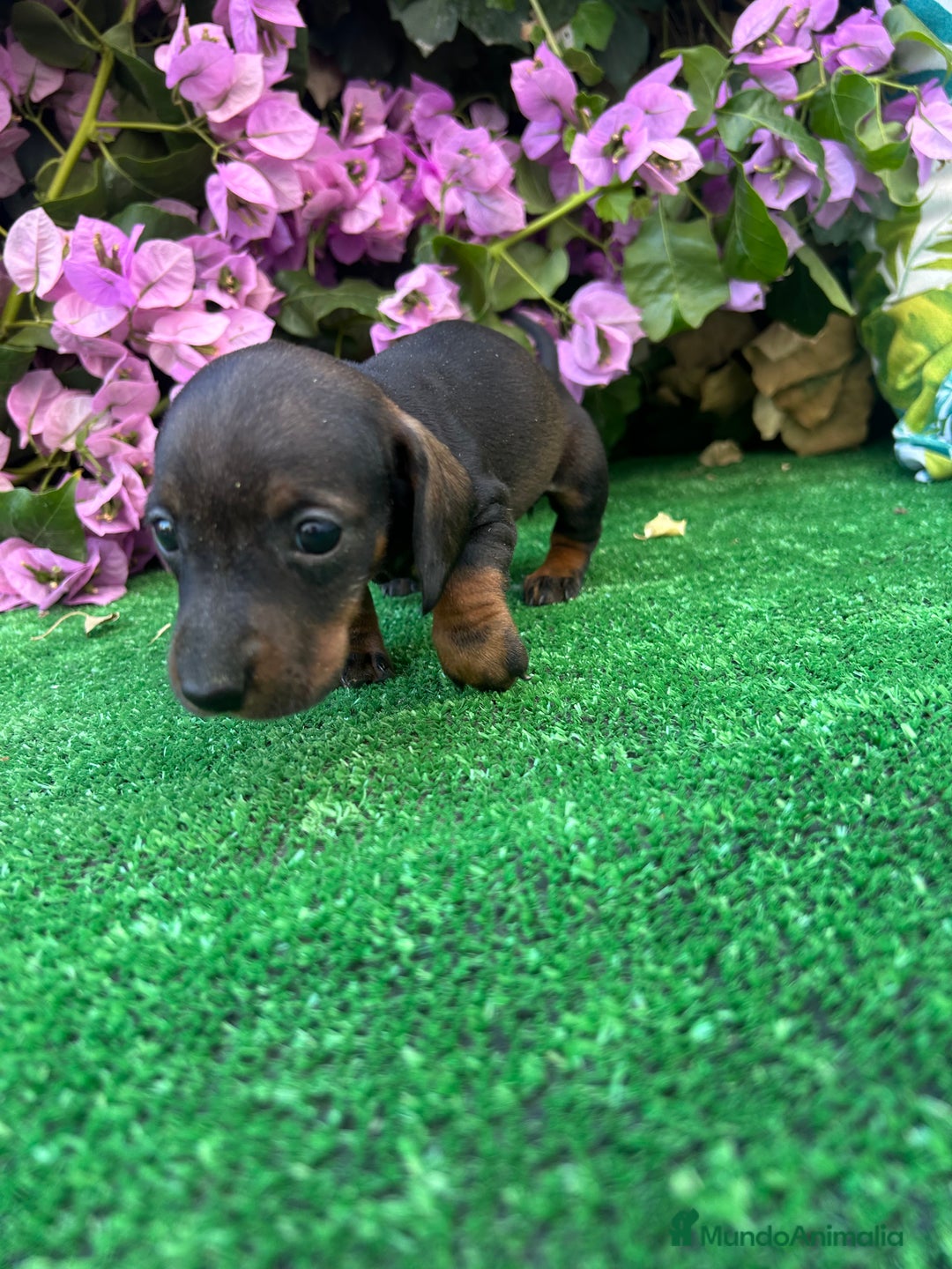 Teckel Miniatura perros en venta: teckel mini  - Imagen 7