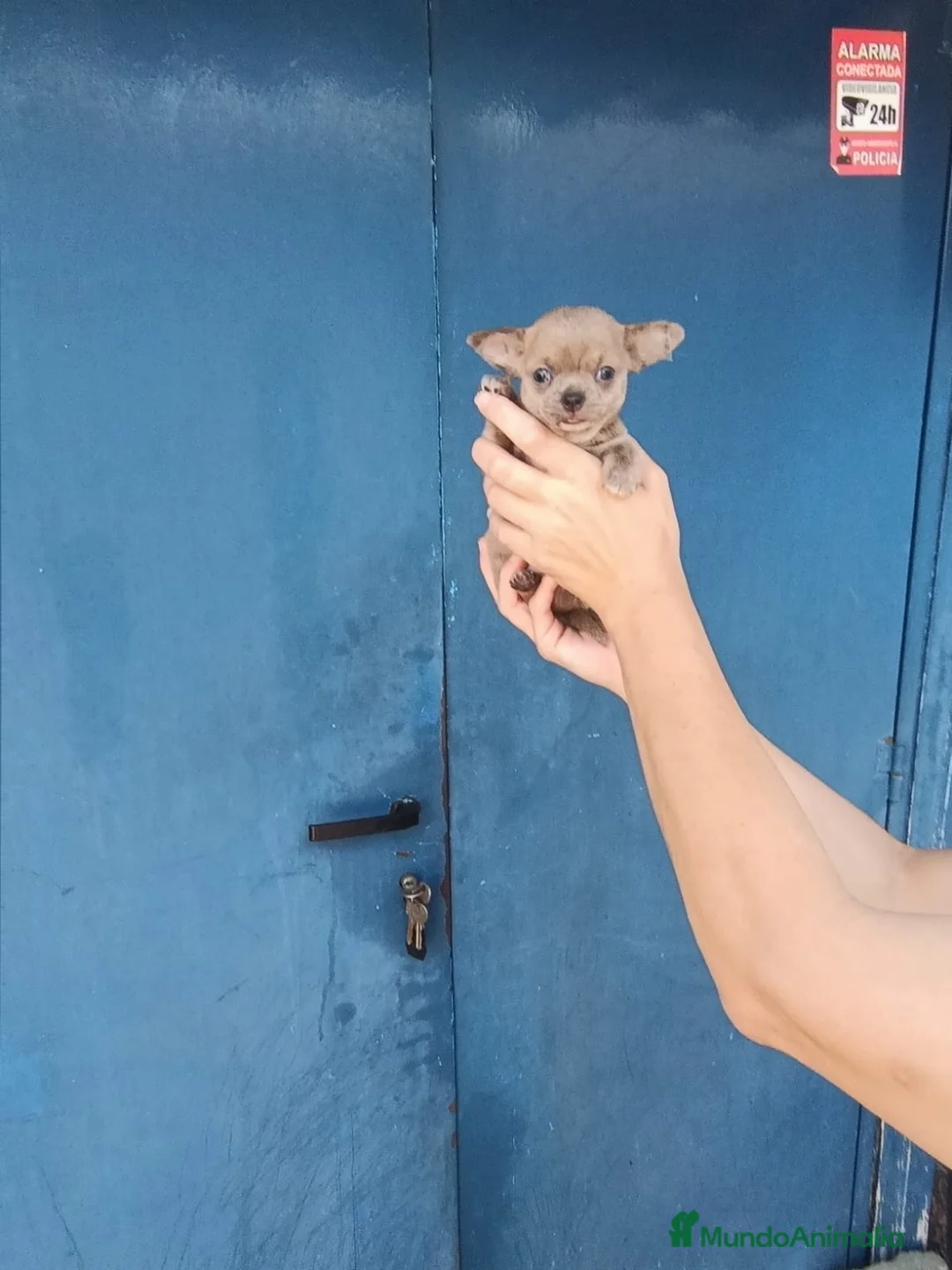 Chihuahua perros en venta: Chihuahua toy ojos azules  - Anuncio 2