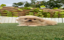 Pekinés perros en venta: PEKINES HEMBRA - Imagen 5