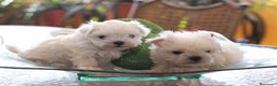 Bichón Maltés perros en venta: BICHON MALTÉS MÁLAGA !!! - Anuncio 3