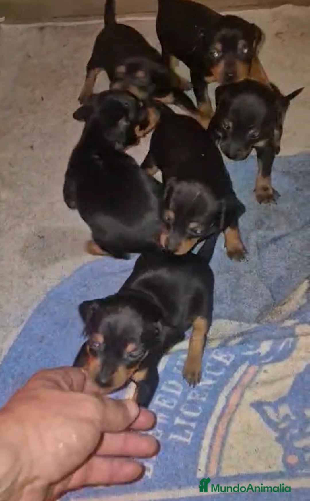 Pinscher Miniatura perros en venta: Pinscher miniatura  - Anuncio 5