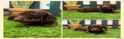 Teckel perros en venta: Teckel miniatura pelo corto - Anuncio 2