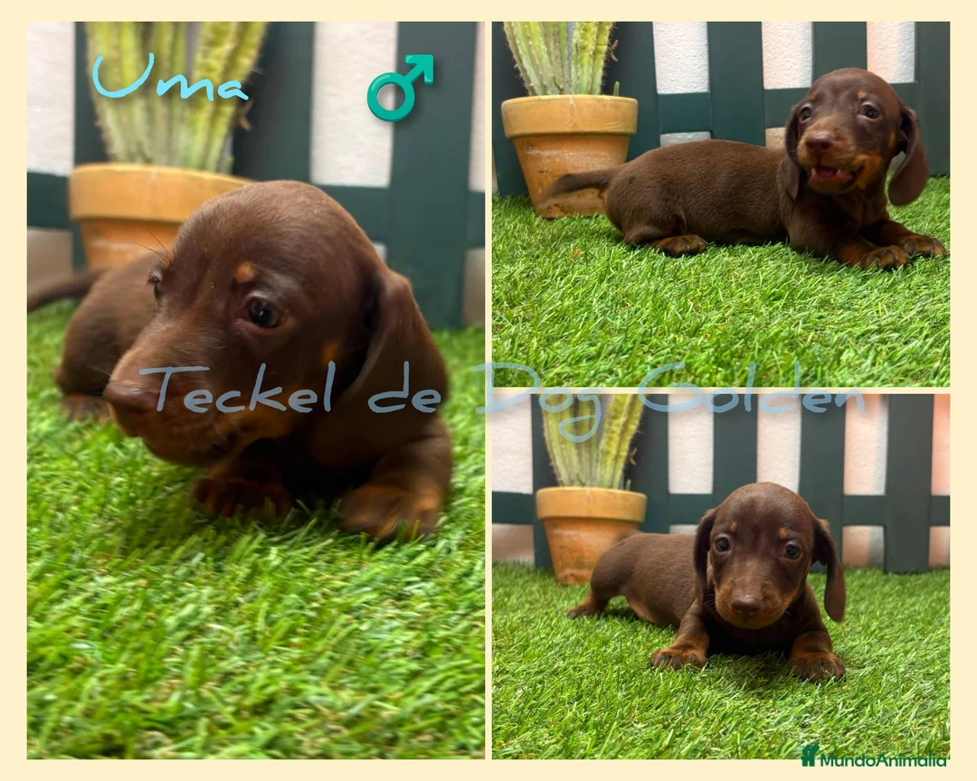 Teckel perros en venta: Teckel miniatura pelo corto - Anuncio 2