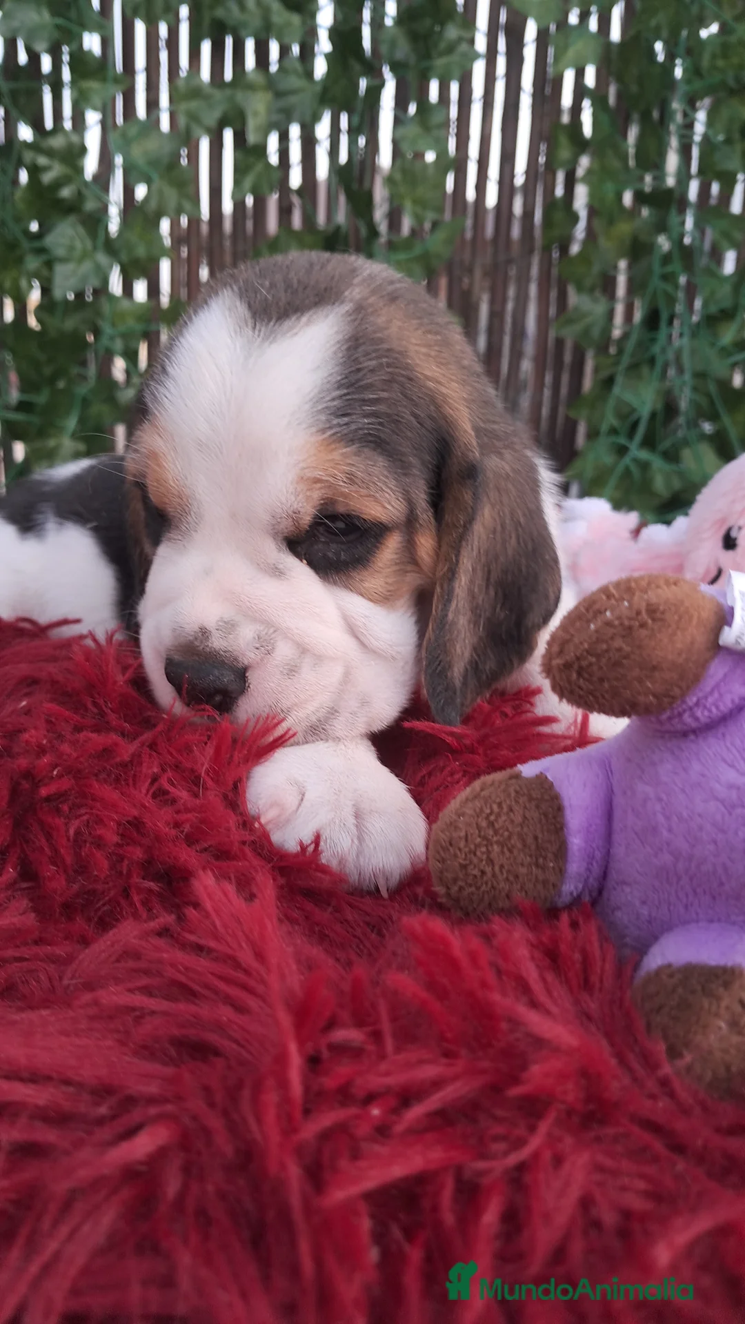 Beagle perros en venta: Bebés Beagles  - Anuncio 3