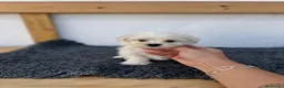 Bichón Maltés perros en venta: Cachorros de maltes - Anuncio 2