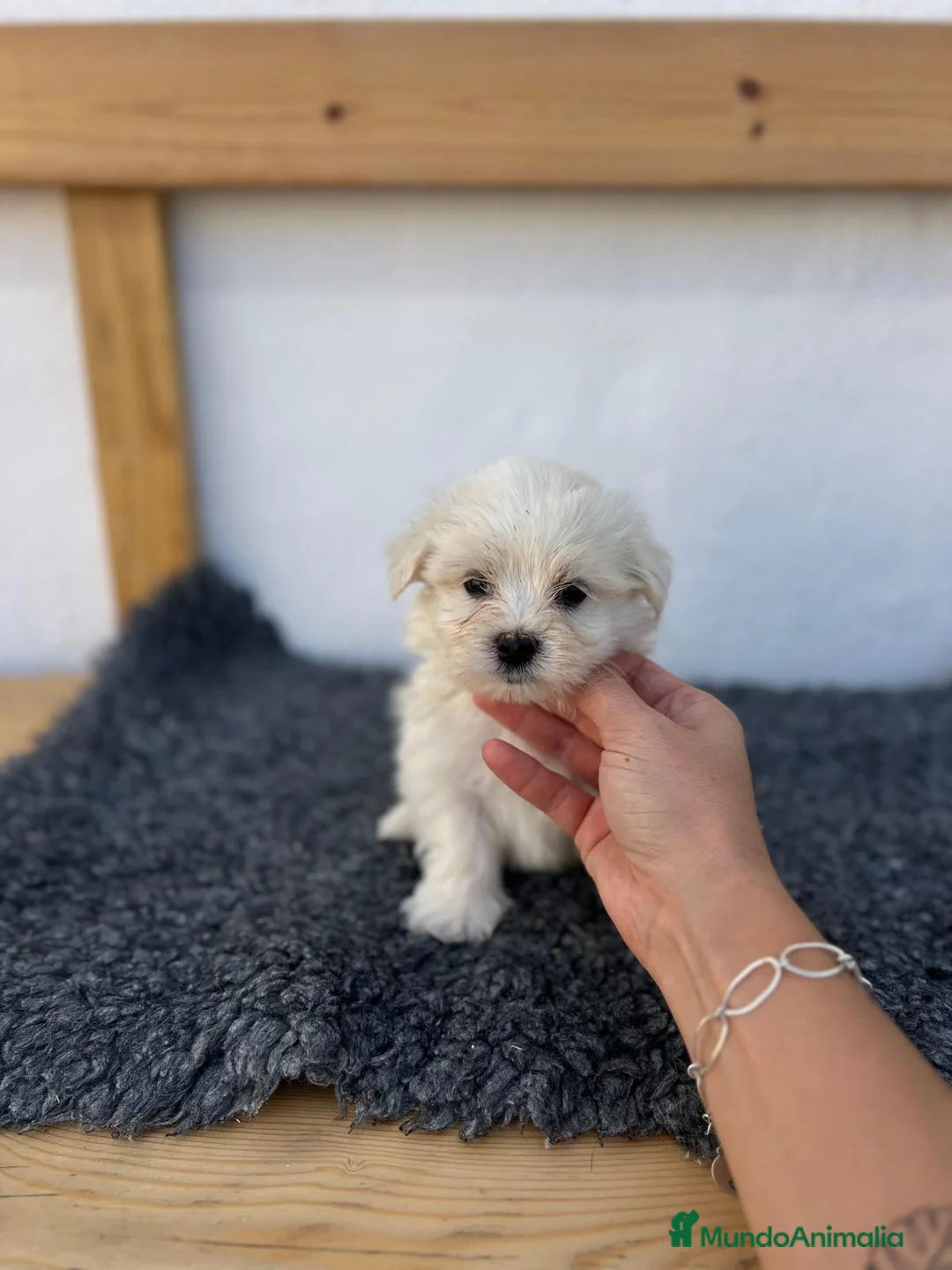 Bichón Maltés perros en venta: Cachorros de maltes - Anuncio 2