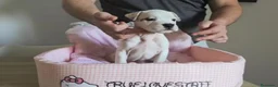 American Staffordshire-Terrier perros en venta: Cachorros American Staffordshire Terrier - Anuncio 8