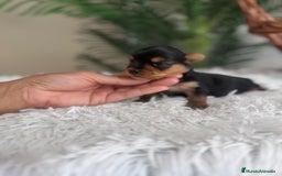 Yorkshire Terrier perros en venta: YORKSHIRE TERRIER - Imagen 9