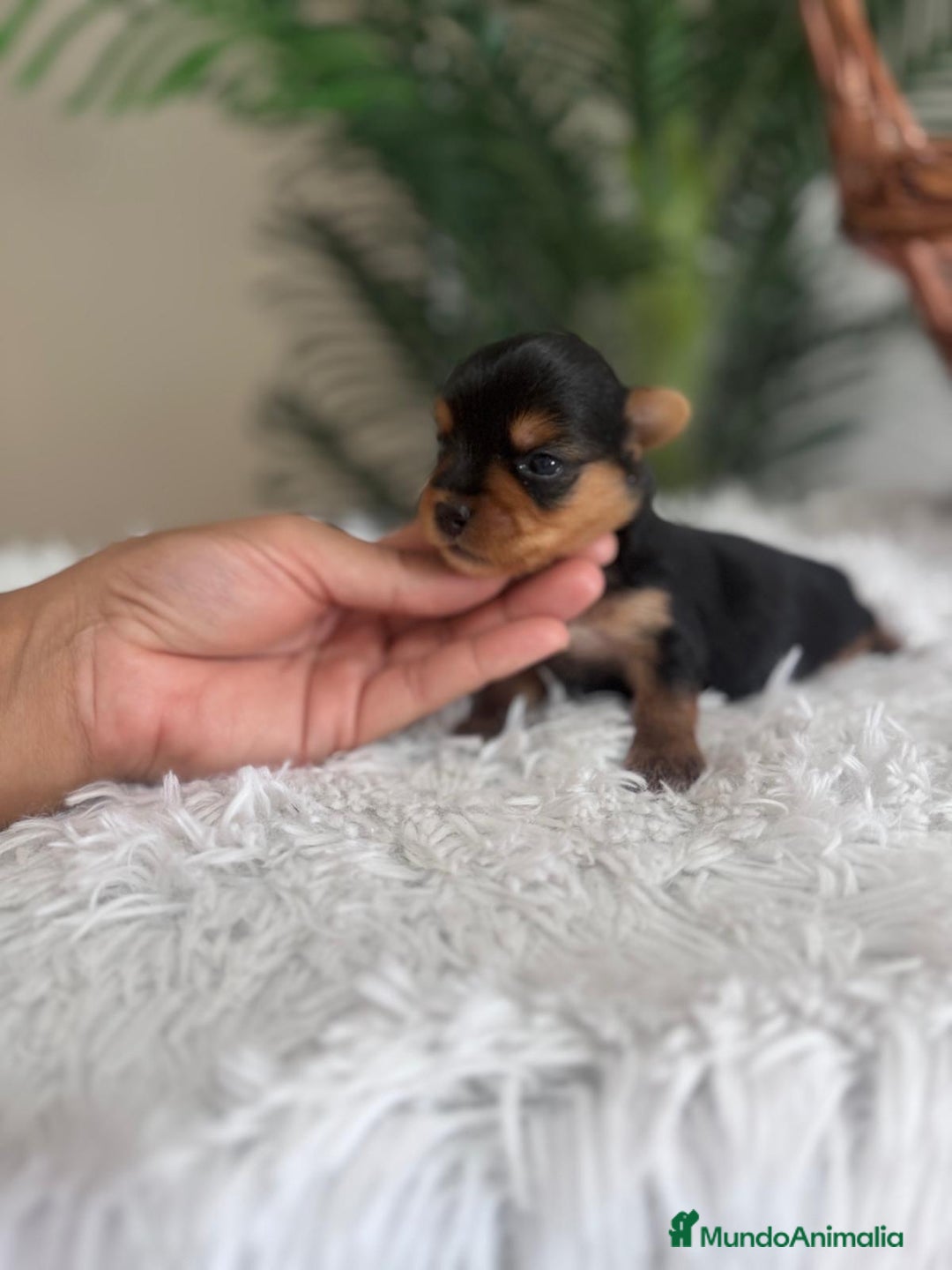 Yorkshire Terrier perros en venta: YORKSHIRE TERRIER - Imagen 9