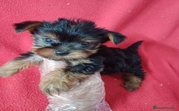 Yorkshire Terrier perros en venta: Yorkshire Terrier Mini  - Imagen 1