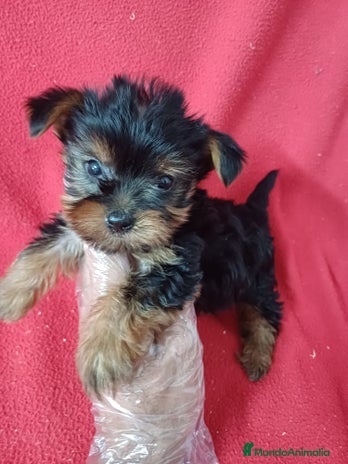 Yorkshire Terrier perros - Anuncio 6