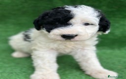 Perro de Agua Español perros en venta: Perro de agua en Cantabria  - Imagen 1