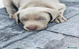 Weimaraner perros en venta: Braco de Weimaraner  - Anuncio 7