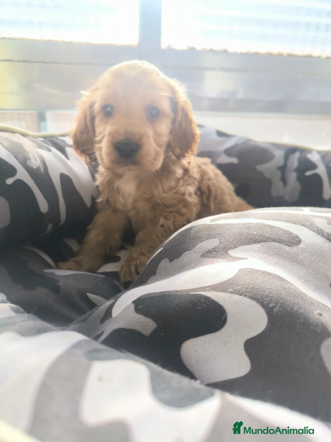 Cocker Spaniel Inglés perros en venta: Último cachorro de Cocker Spaniel ingles  - Anuncio 4