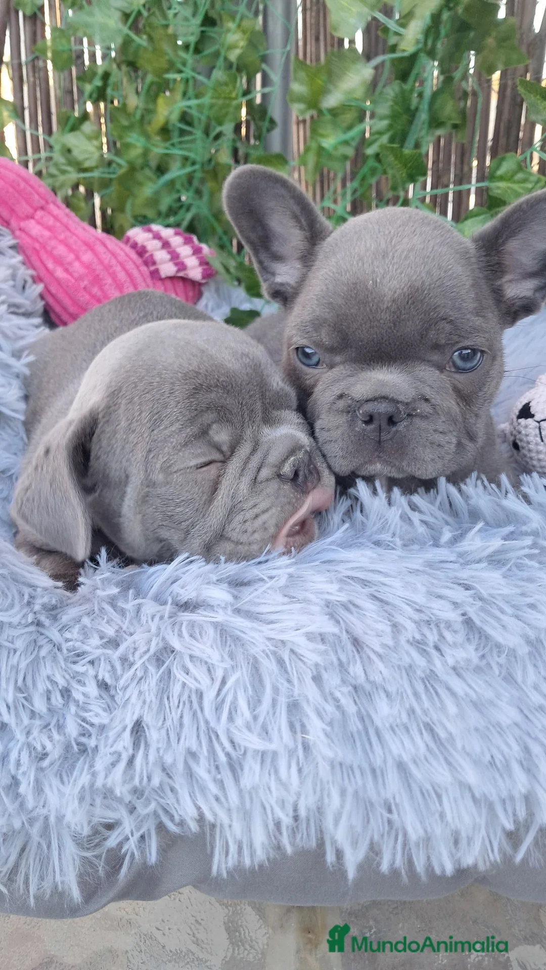 Bulldog Francés perros en venta: Bebés Bulldog Francés Blue  - Anuncio 2